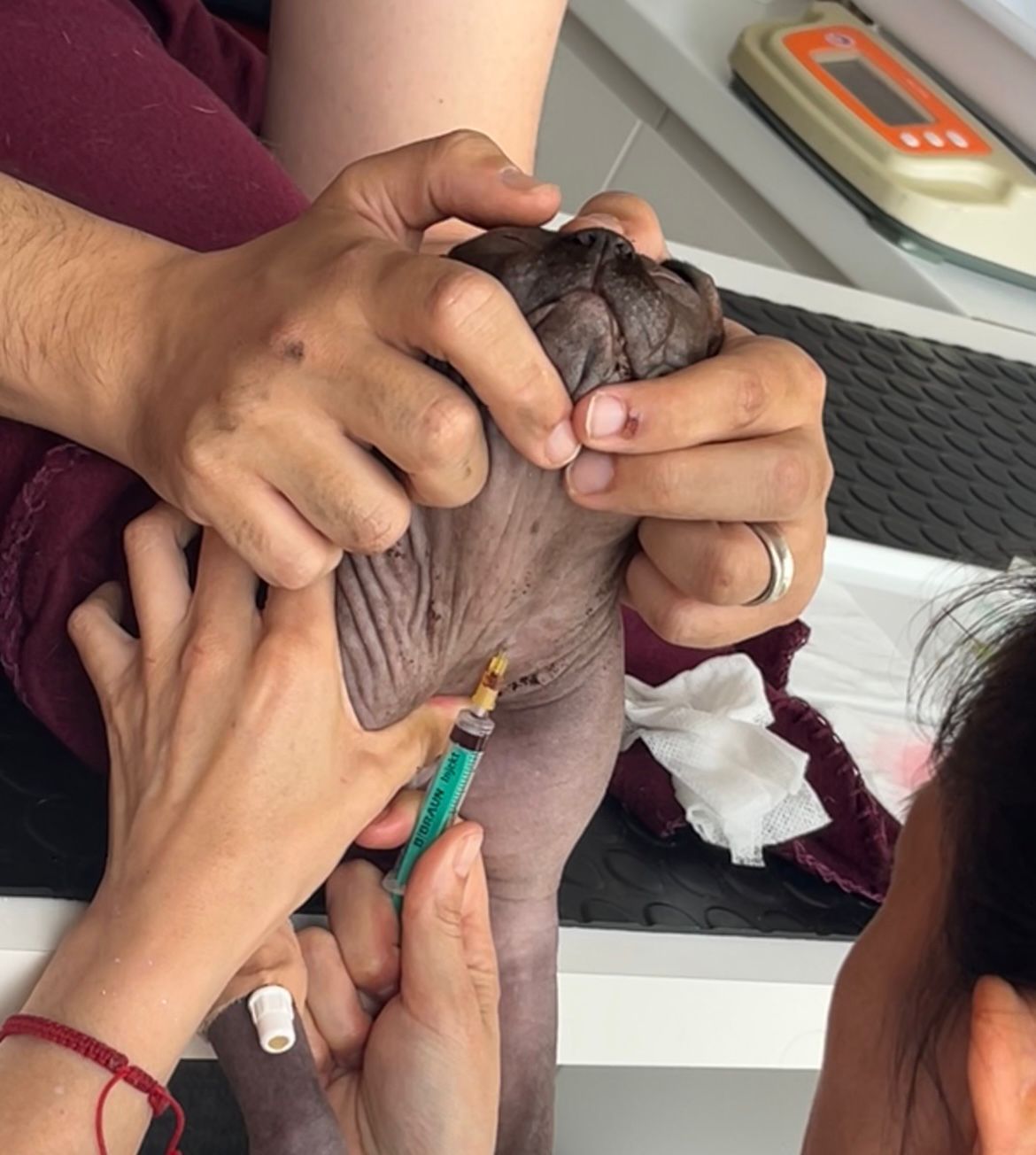 Feline blood donation process - Extraction