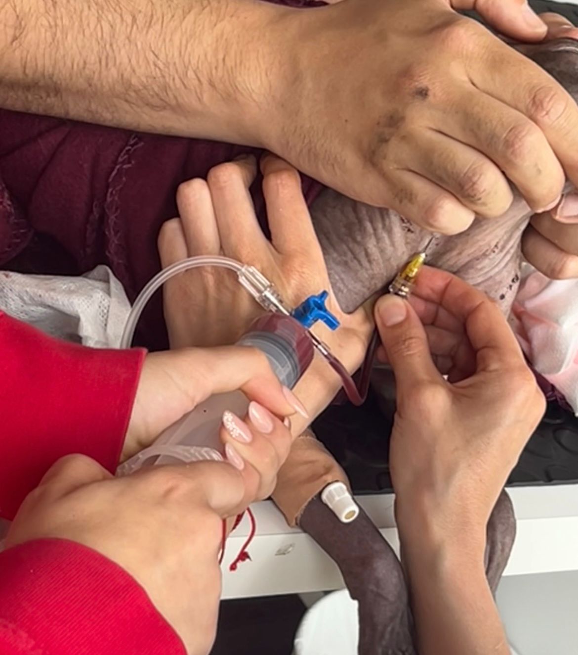 Feline blood donation process - Monitoring