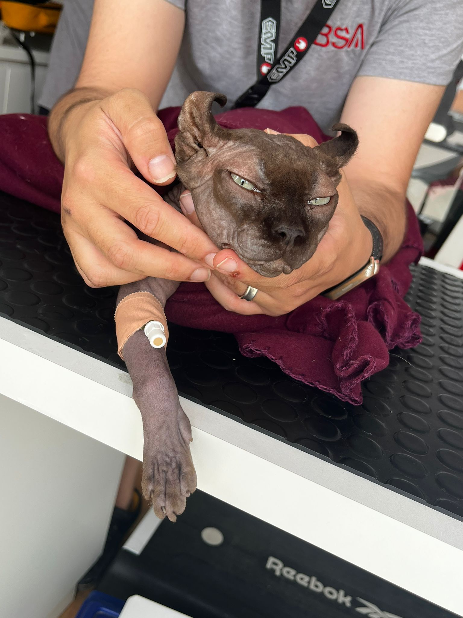 Donor cat after procedure