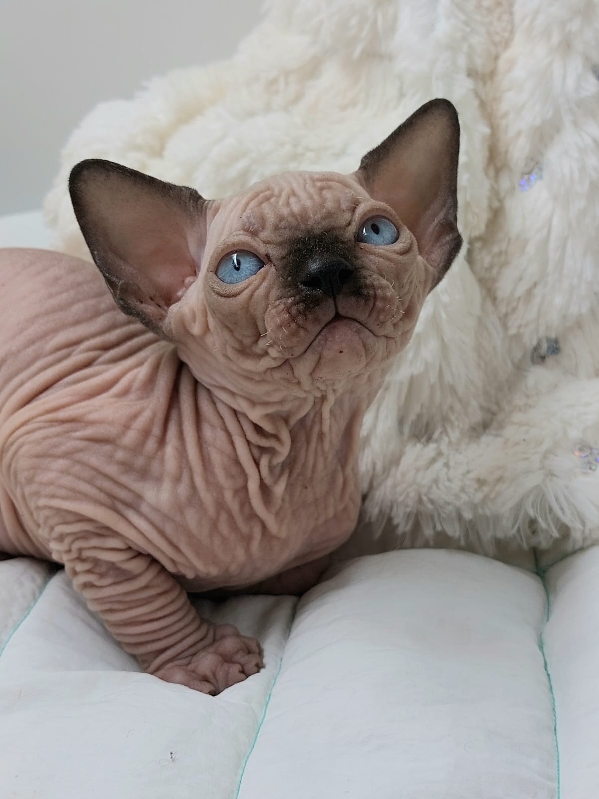 Ra'