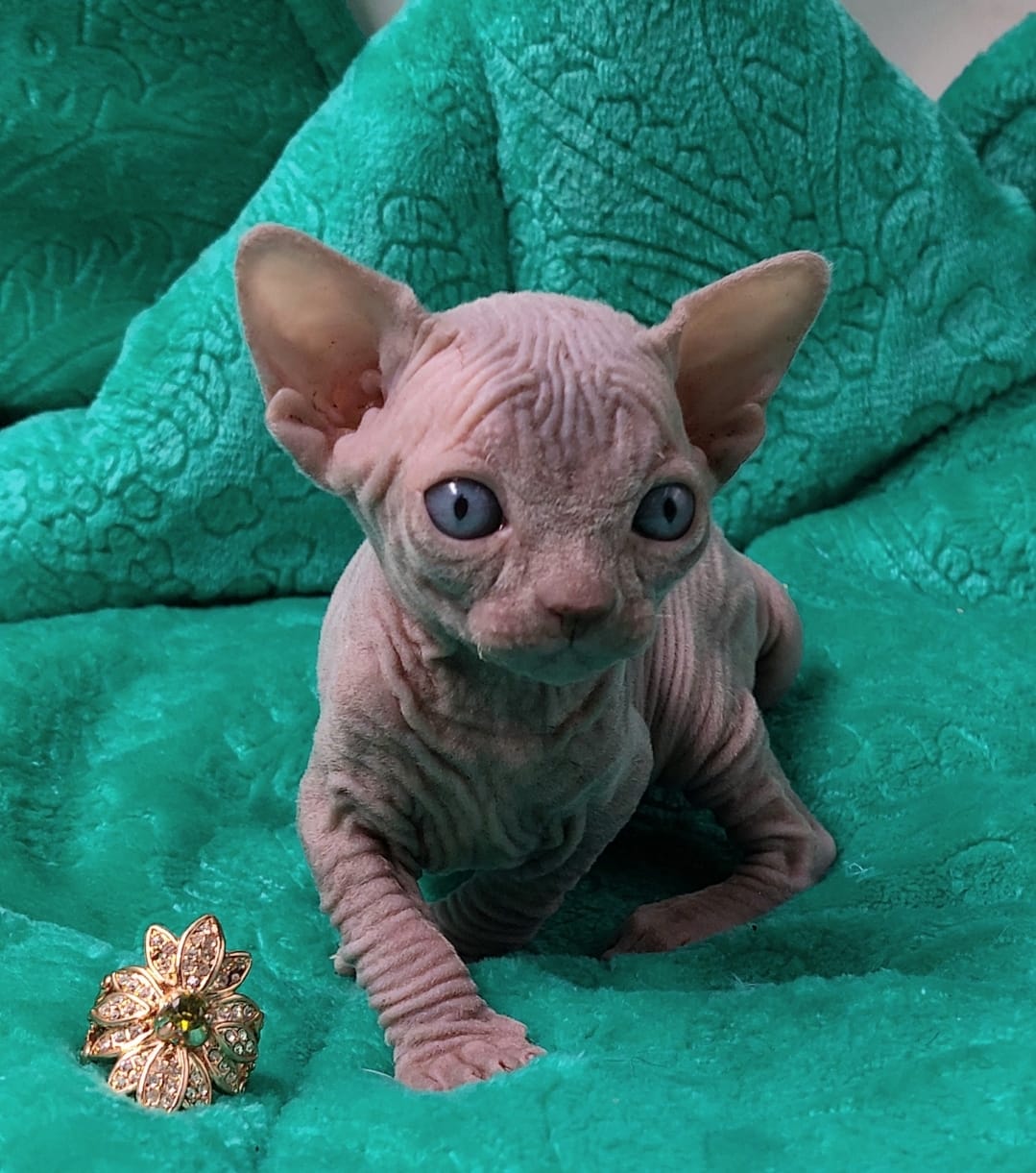 Fiona