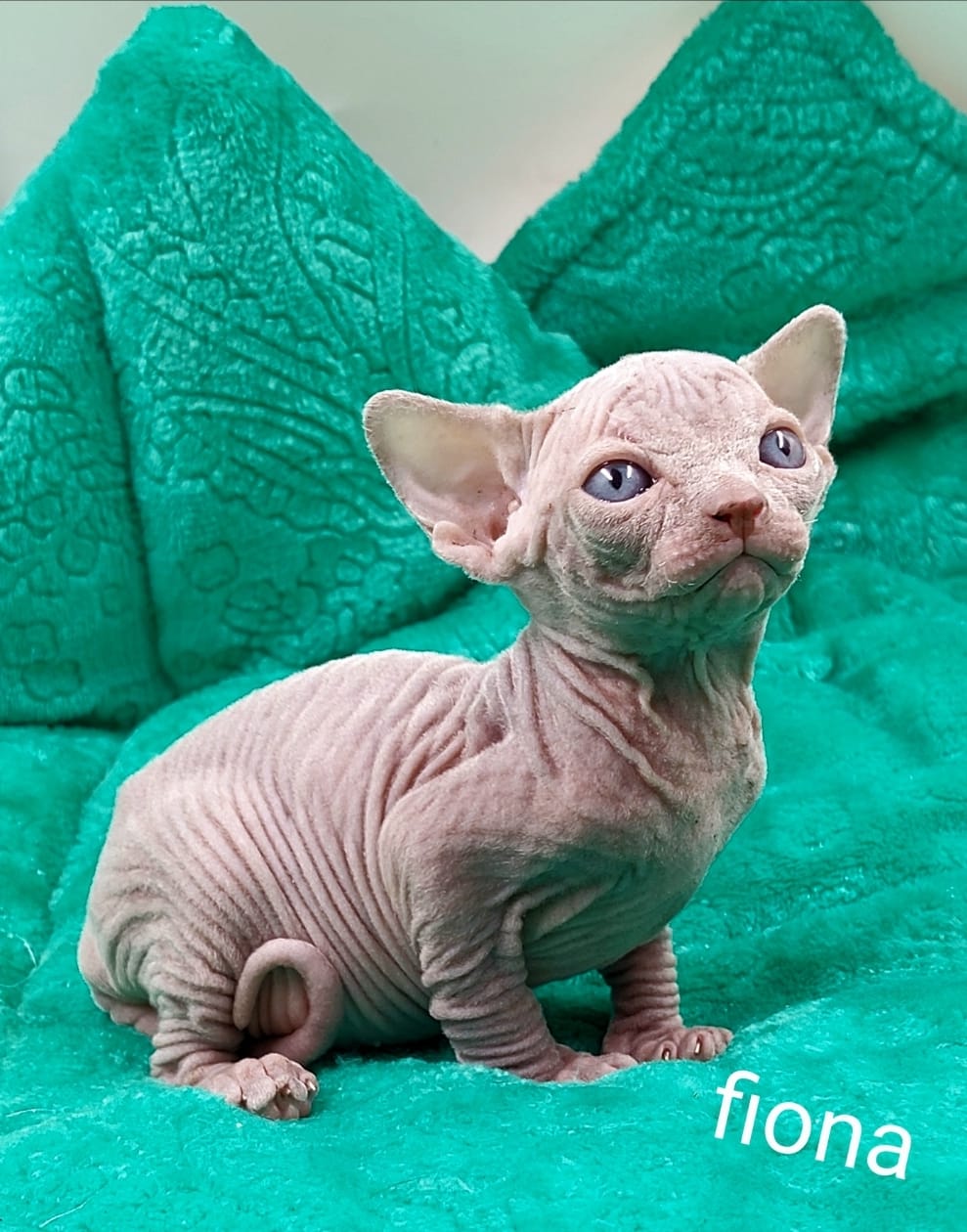 Fiona