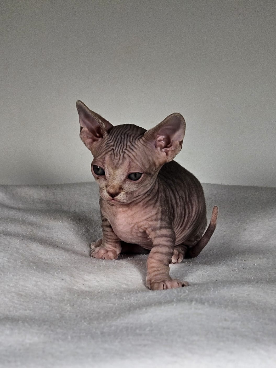 Oliver