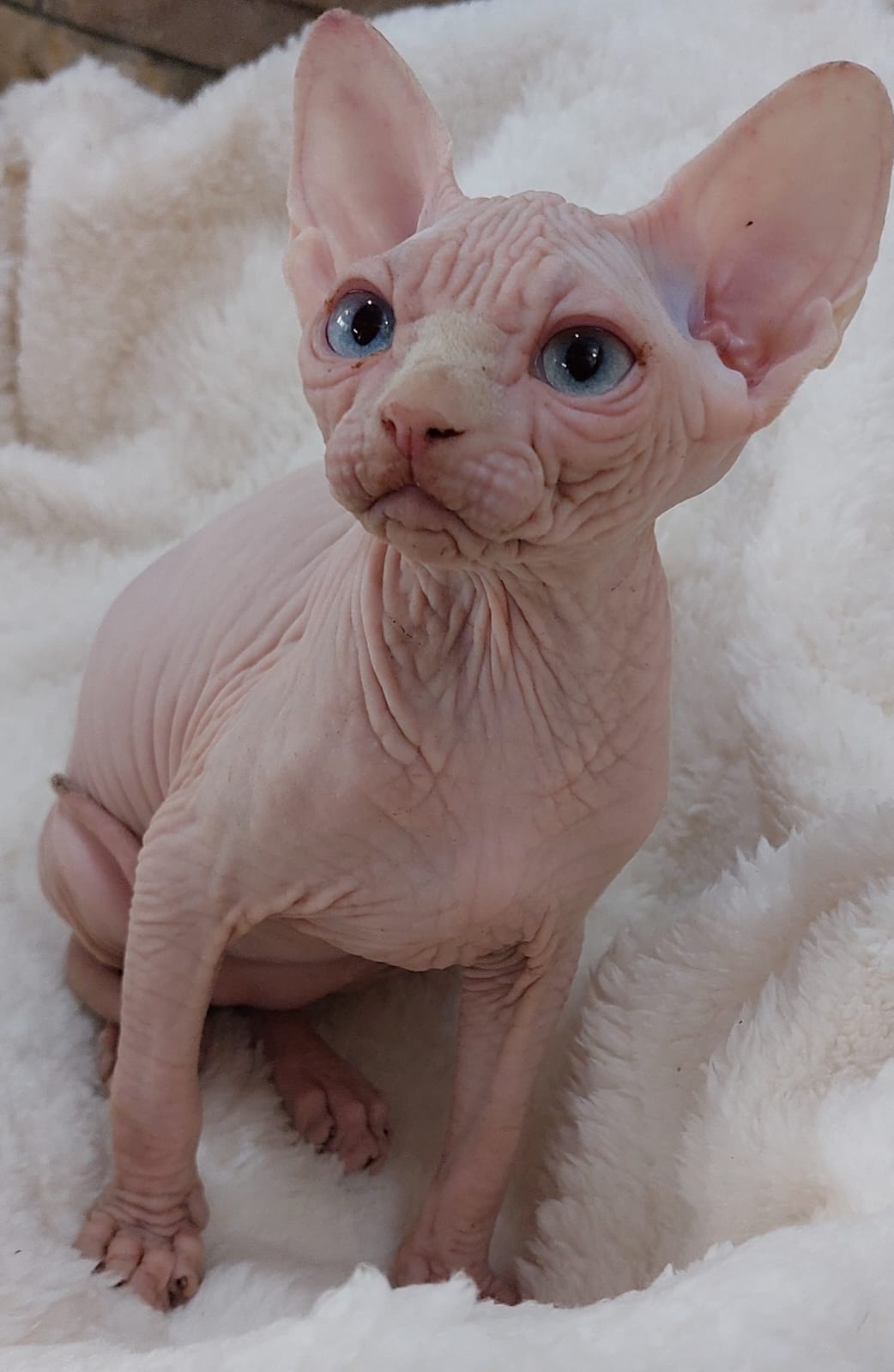 Simon