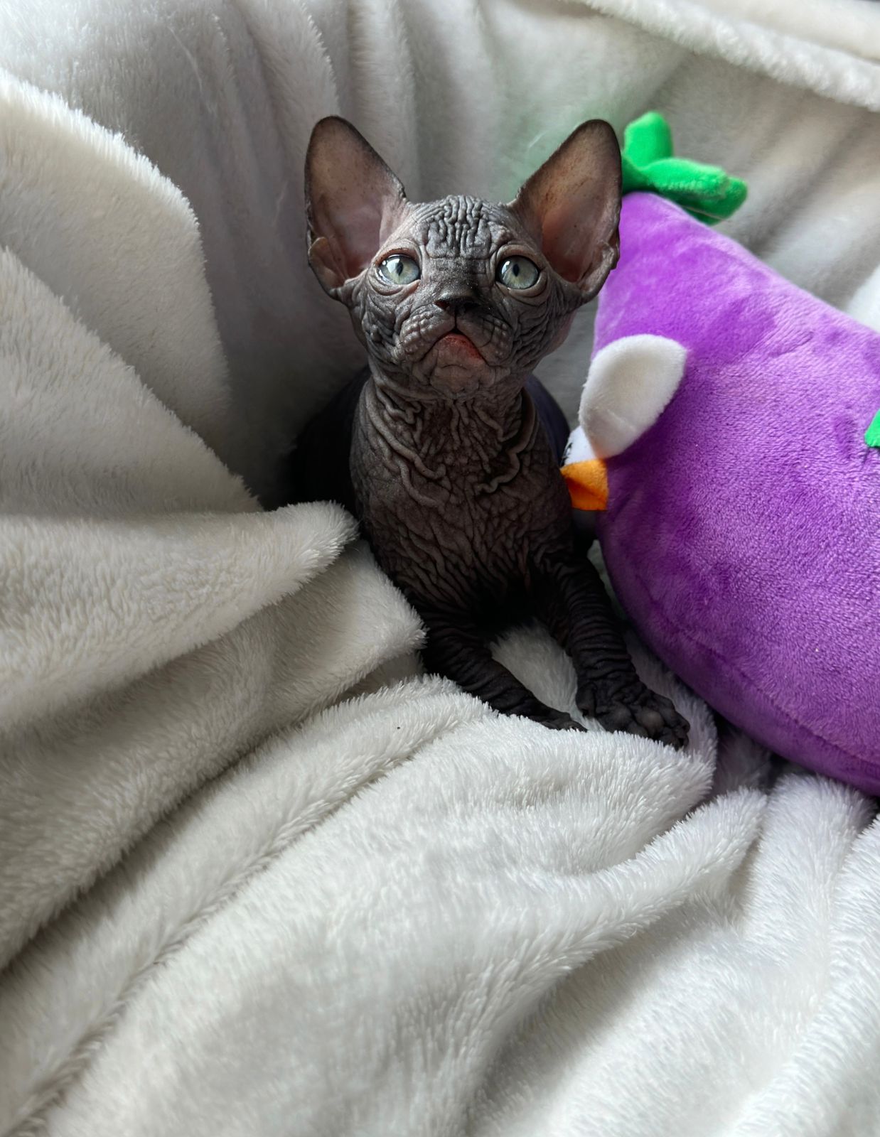 Simba