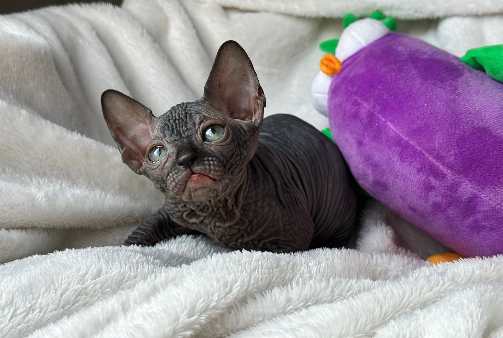 Simba