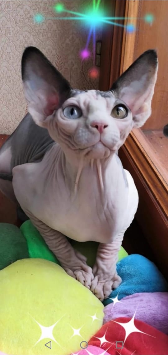 Cleo