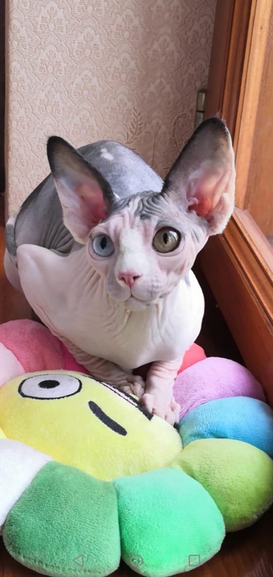 Cleo