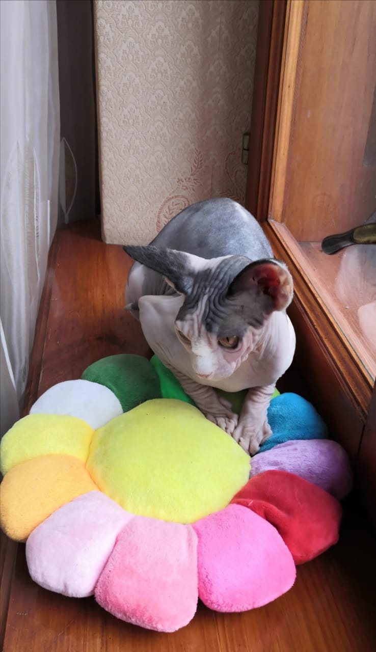 Cleo