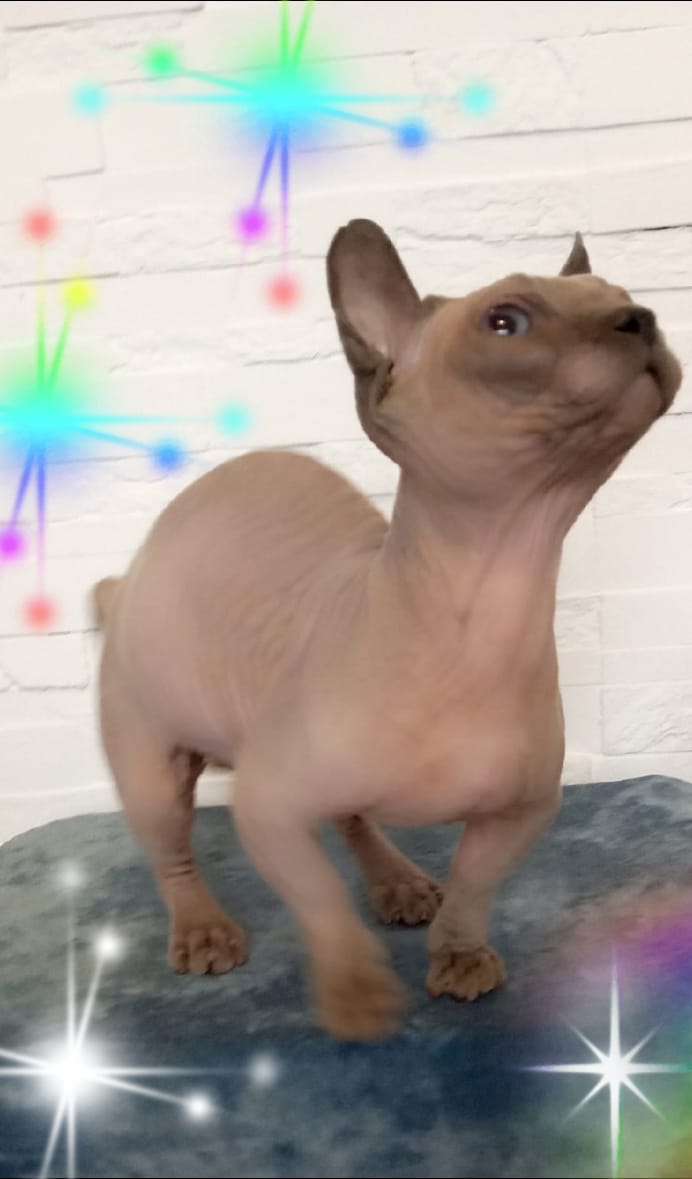 Eros
